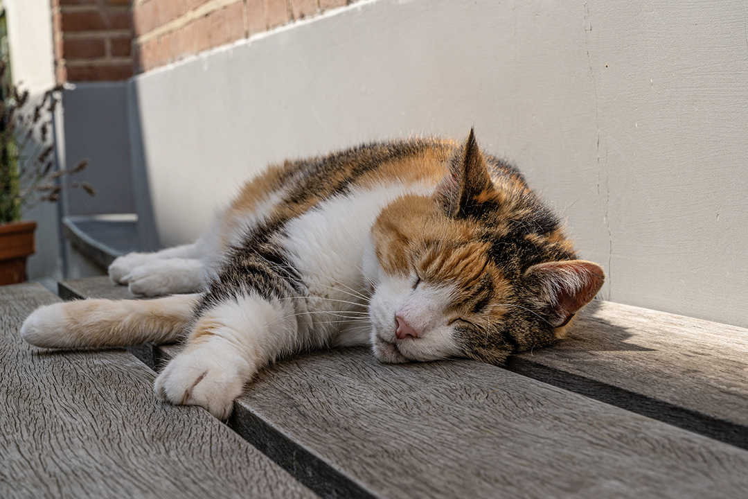 Esaurimento da calore del gatto