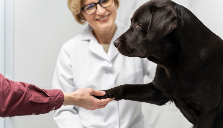 black labrador 