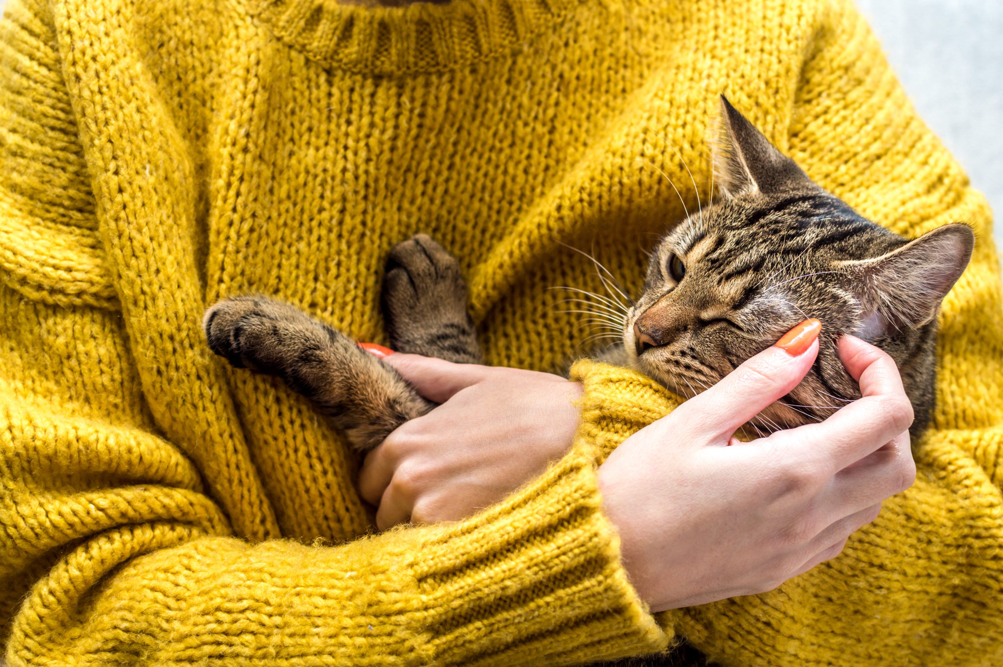 Ritratto di un gatto nelle mani del proprietario. Zecche sui gatti