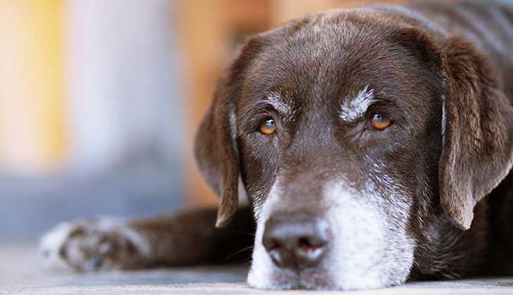 cane anziano alimentazione