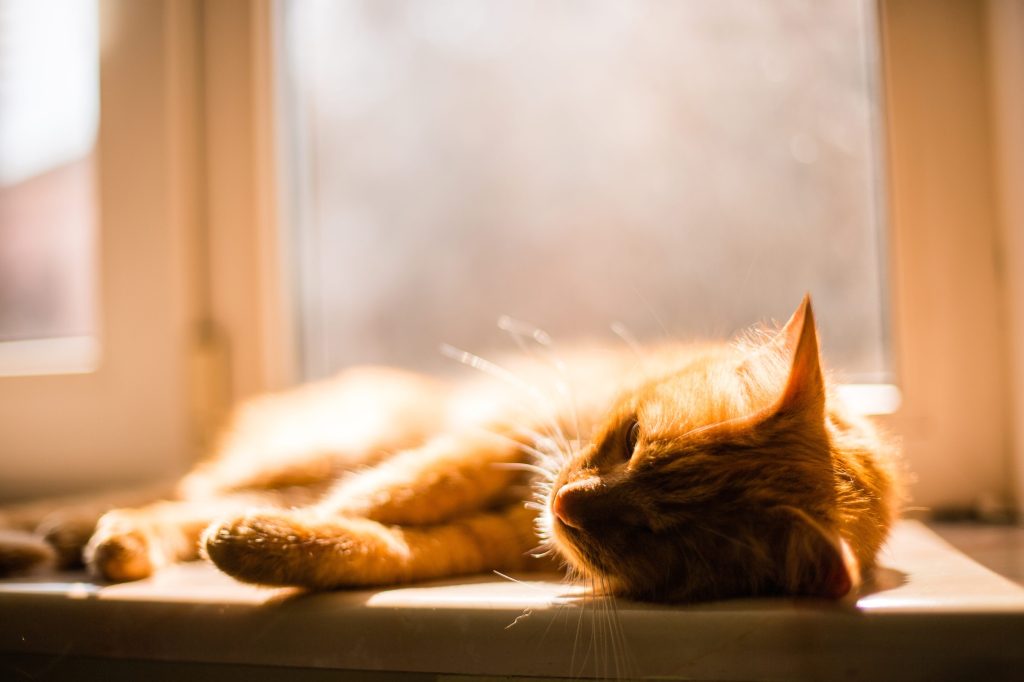 Aumento delle temperature e stress da caldo negli animali domestici