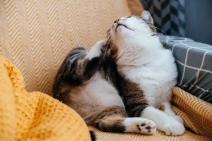 Un gatto grigio si gratta con una zampa mentre è seduto su una poltrona.