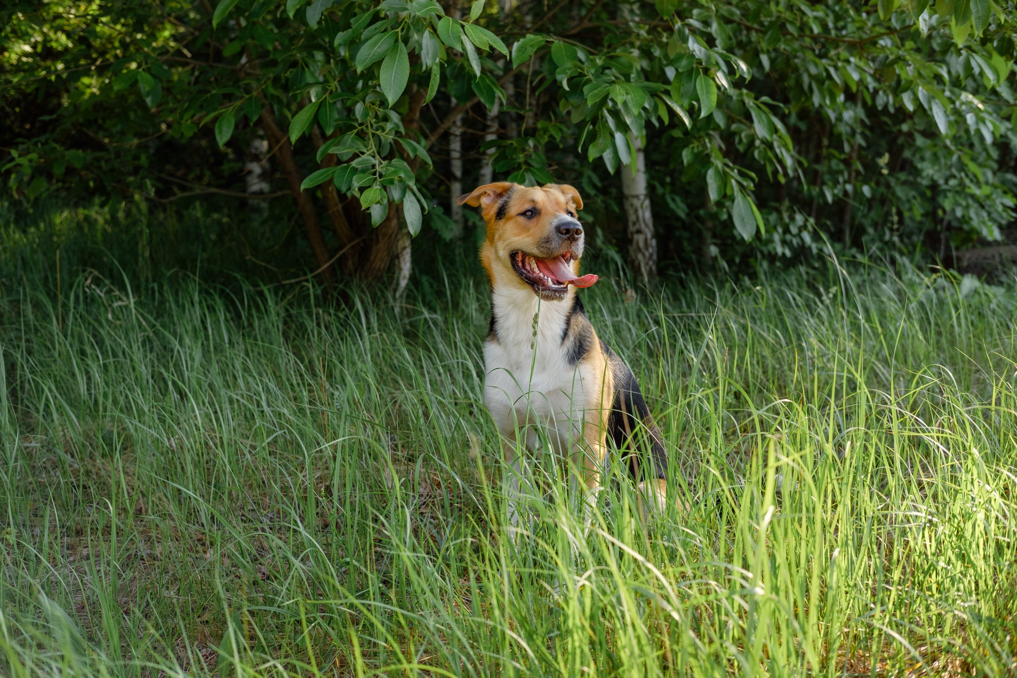 Tricolor monrel dog sitting in the grass with its tongue out. Outbred dog walking for park in summer day.