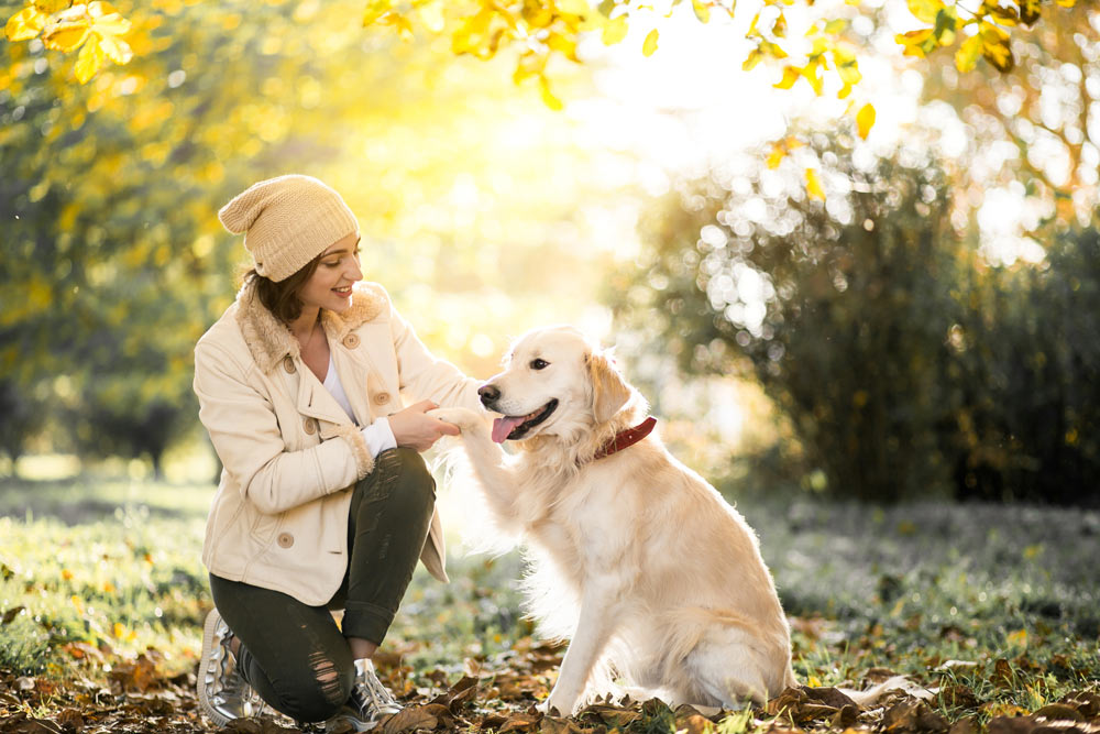 Come comprendere il comportamento dei pet