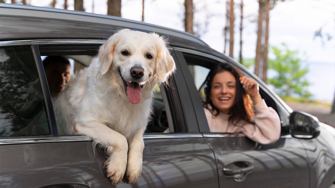 Consigli per viaggiare con il tuo pet